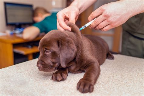 Can Dogs Catch Parvo Twice Our Vet Explains The Signs Treatments