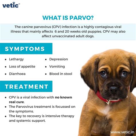 Parvo In Old Dogs Even After Vaccination Symptoms Amp Prognosis Chart