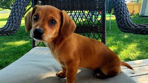 Parvo Outbreak Reminds Pet Parents On Importance Of Up To Date Vaccinations