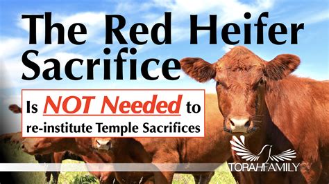 Red Heifer Sacrifice 2024 Date