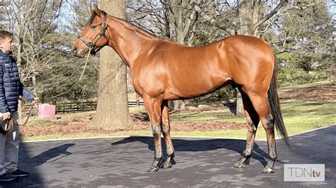 Today S Edition Archives Tdn Thoroughbred Daily News Horse Racing News Results And Video Thoroughbred Breeding And Auctions