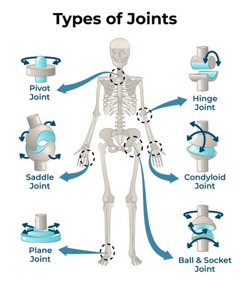 Types Of Joints In The Human Body Named Amp Explained